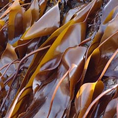 Algae Laminaria Digitata