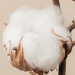 Arabian Cotton Stem Cells
