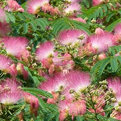 Combination of Albizia Julibrisin Extract and Siegesbeckia Extract