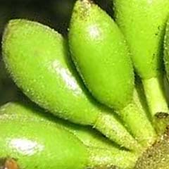 Enantia Chlorantha Extract