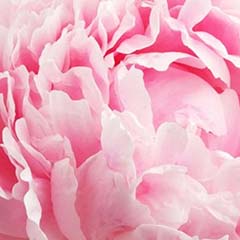 Mount Jiri Peony Flower Extract