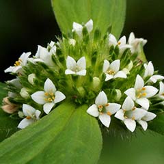Bearberry and Mitracarpa Extract