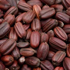 Biodegradable jojoba beads